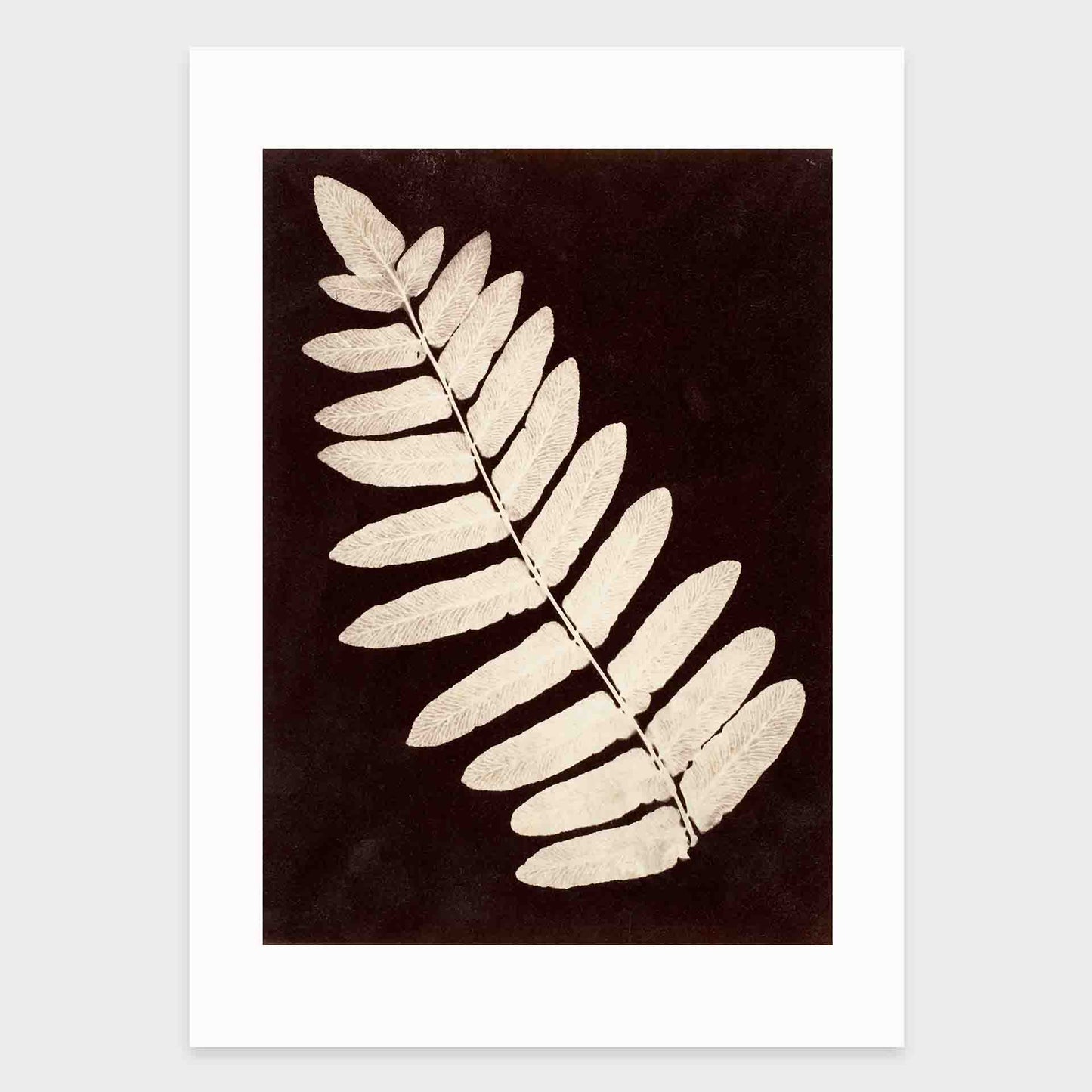 mirandolo-Botanical-Specimen-Fern