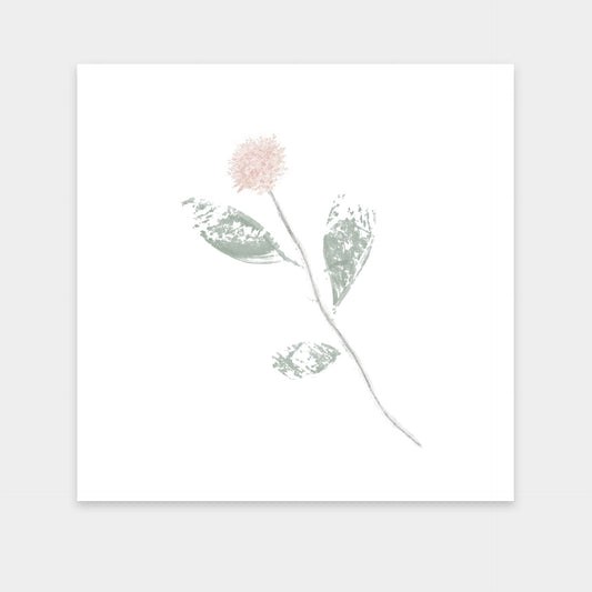 Pale-Flower-mirandolo