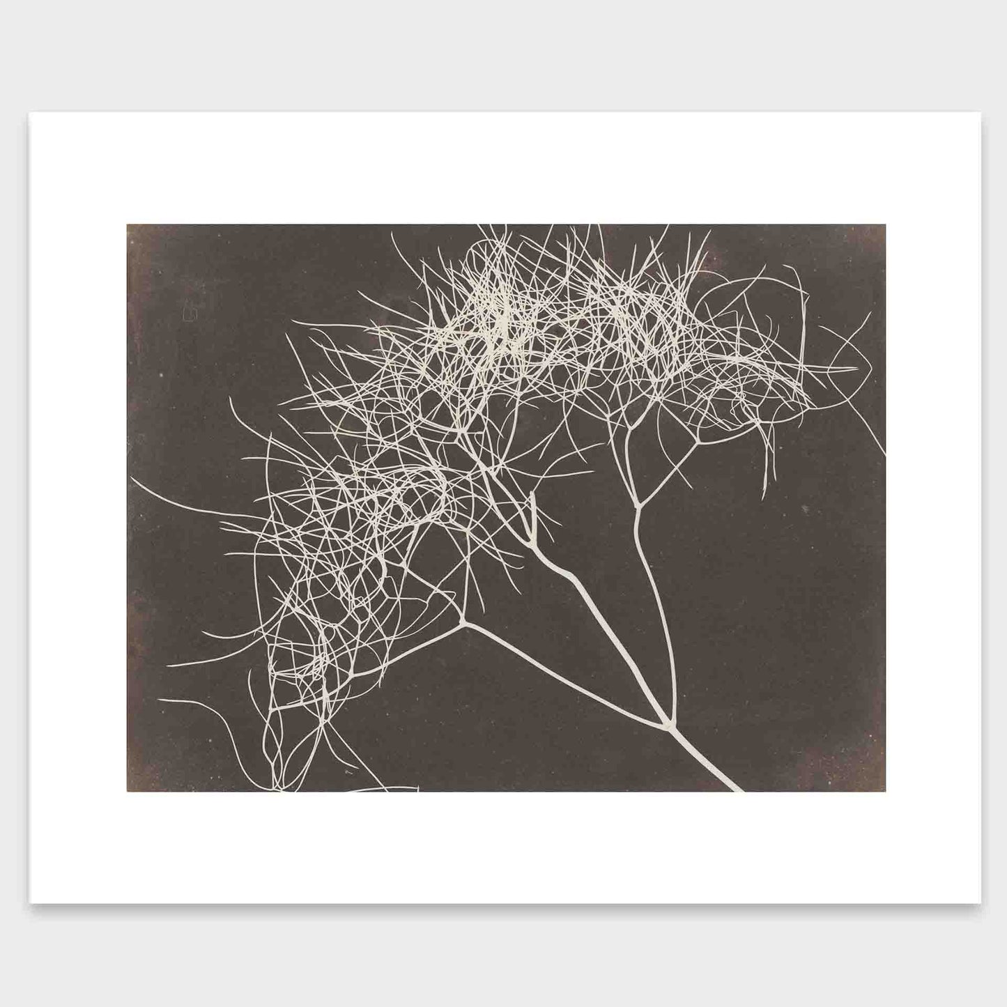 mirandolo-Wild-Fennel