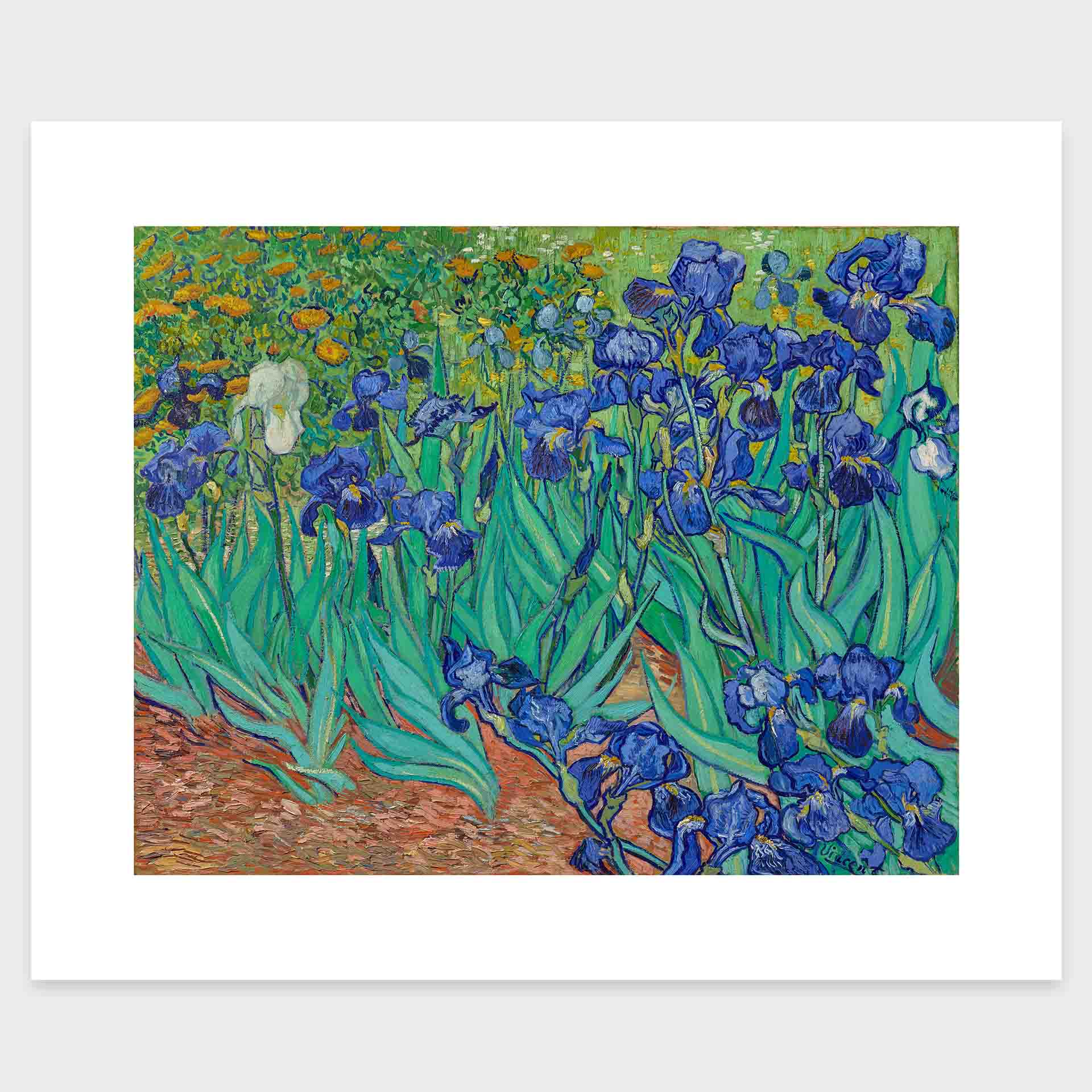 mirandolo_Irises_Vincent-van-Gogh